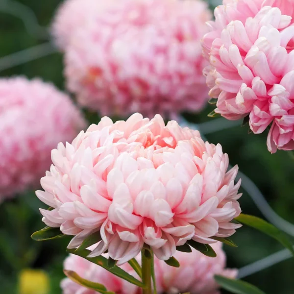 Астра китайская Duchesse Rose 0,3 г Akone