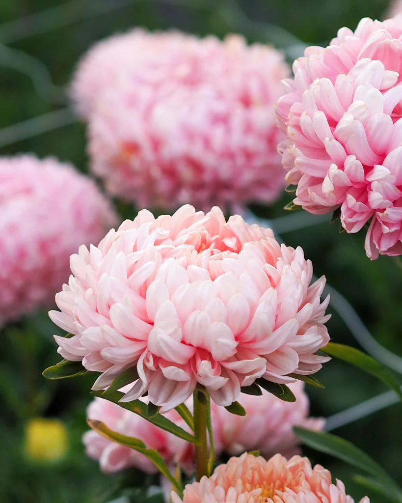 Астра китайская Duchesse Rose 0,3 г Akone