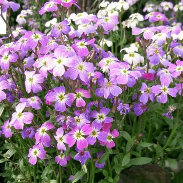 Малькольмия приморская 2000 семян