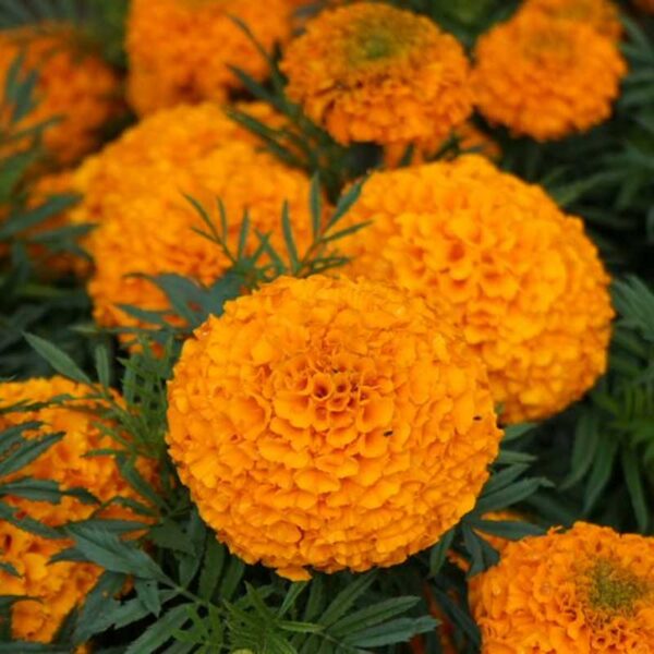 Бархатцы Clinton 0,5 г