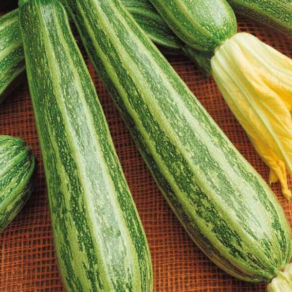 Striato di Napoli 2 г