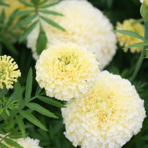 Бархатцы Kilimanjaro 0,2 г