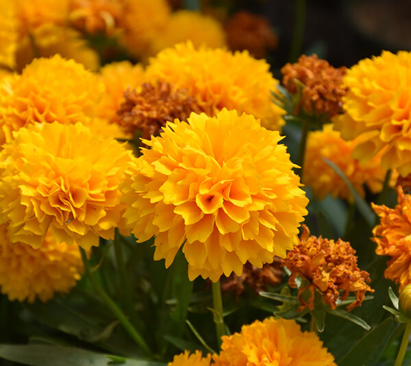 Кореопсис ланцетовидный Golden Globe 0,1 г