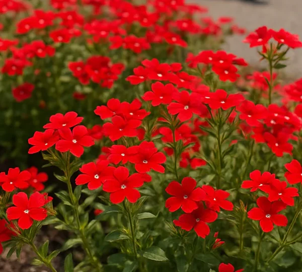 Флокс Дру́ммонда Coccinea 0,3 г