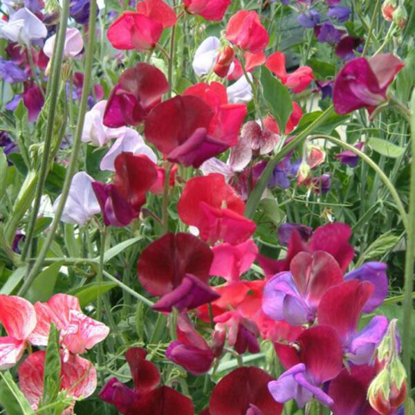 Душистый горошек Old Spice 2 г