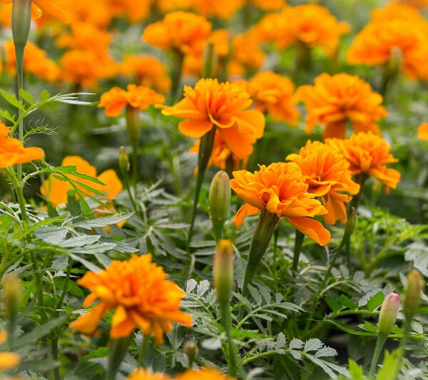 Бархатцы Valencia 1 г