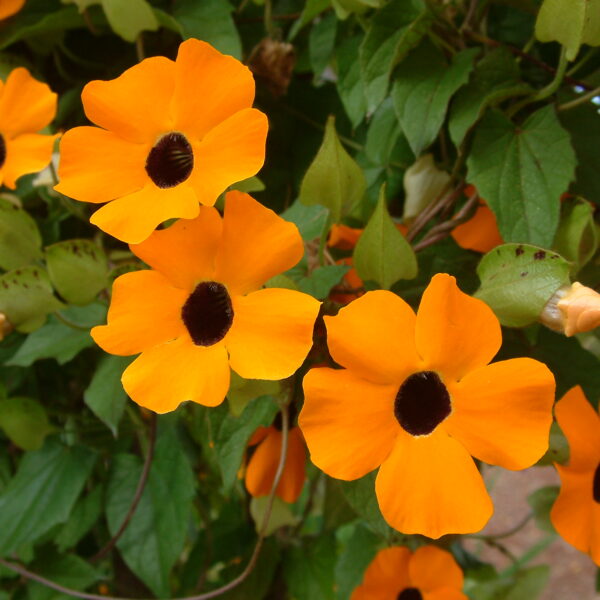 Тунбергия крылатая Black Eye Susan 0,5 г