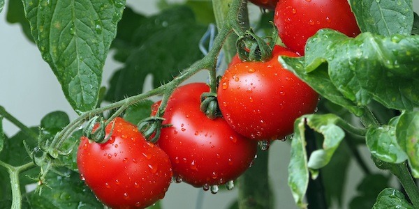 Malle F1 Эстонский сорт 0,1 г