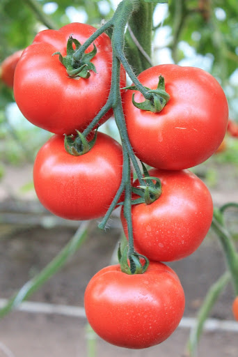 Bellfort 10 семян