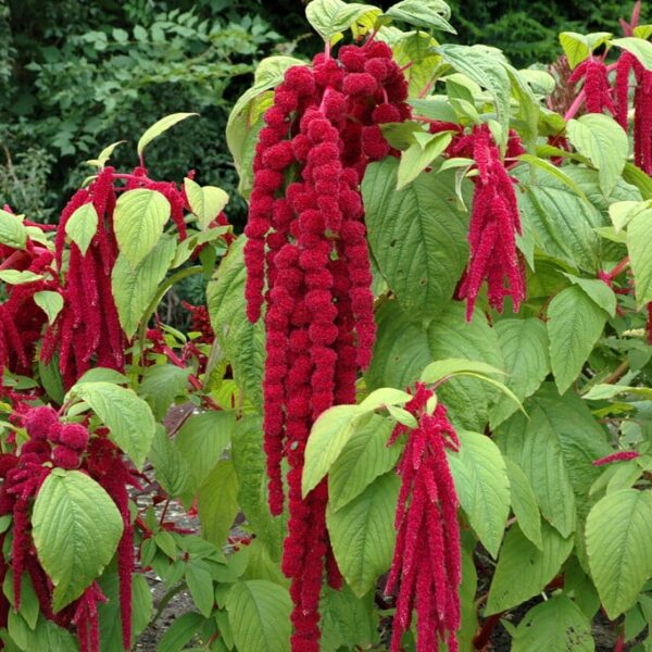 Амарант хвостатый 0,5 г