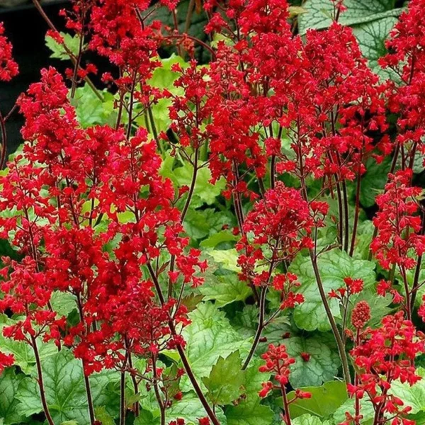 Гейхера кроваво-красная Firefly 0,2 г