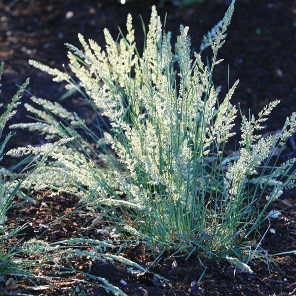 Колерия голубая или Тонконог сизый 0,3 г