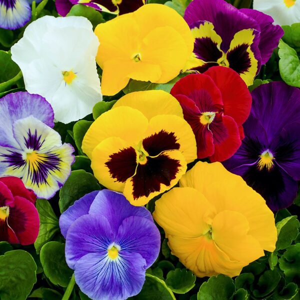 Фиалка Виттрока смесь 0,3 г Akone