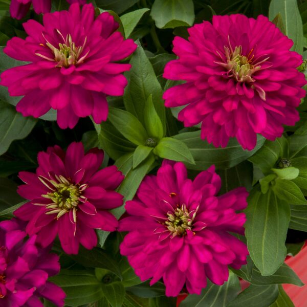 Цинния Double Zahara Cherry 10 семян