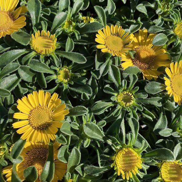 Летние цветы