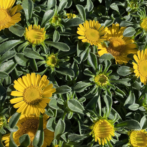 Санвиталия Orange 0,2 г