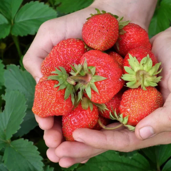 Fragaria ananassa "Sonata"