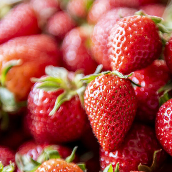 Fragaria ananassa "Twist"