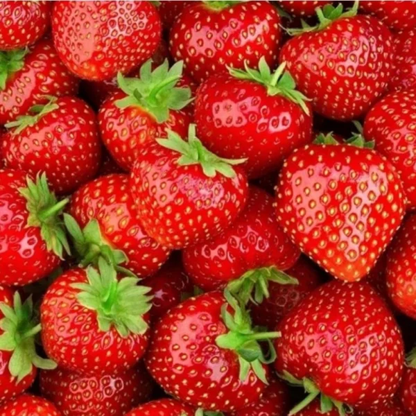 Fragaria ananassa "Rumba"