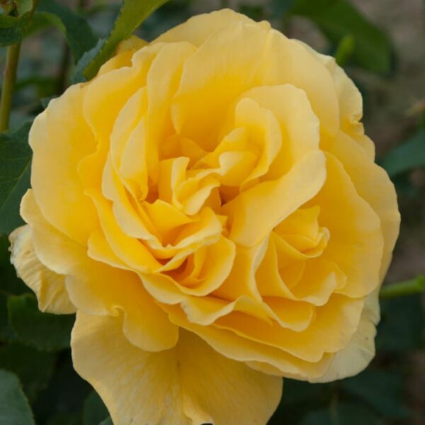 Rosa "Super Dream Yellow"