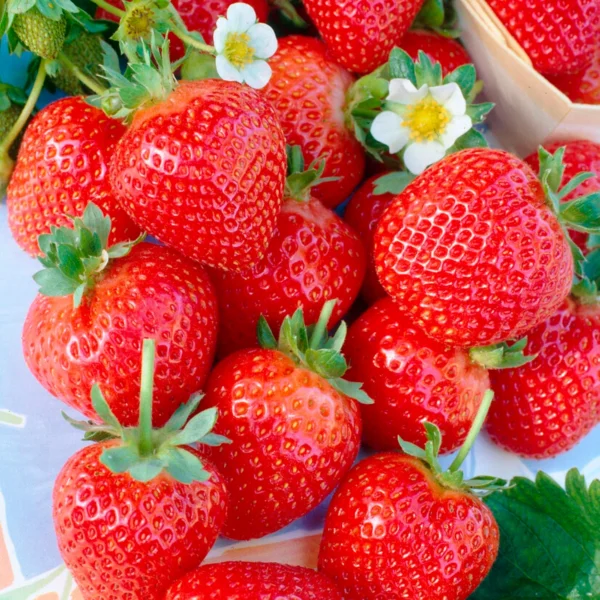 Fragaria ananassa "Flair"