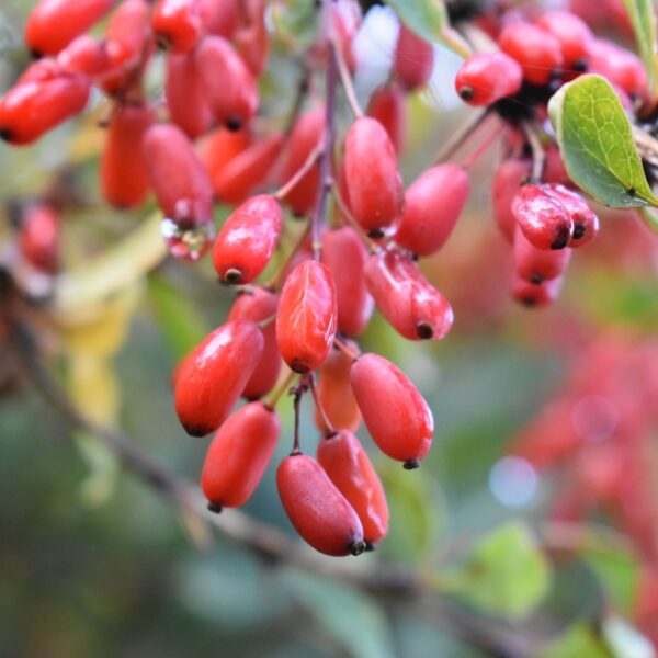 Berberis vulgaris