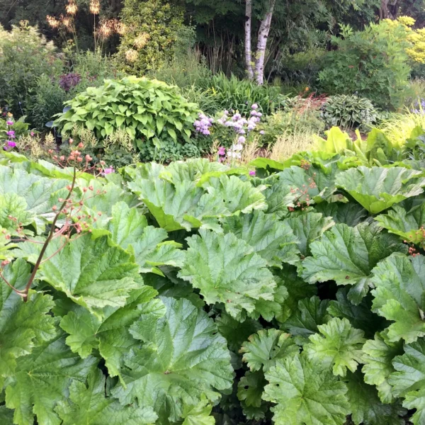 Darmera peltata