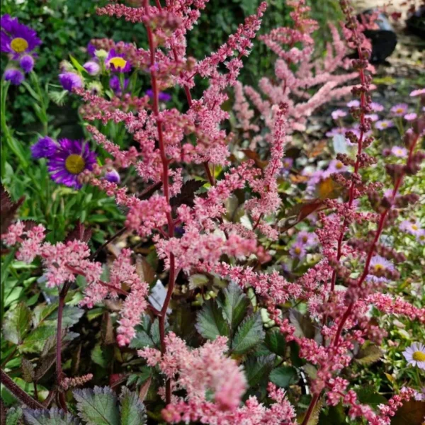 Astilbe chinensis 'Spotlight'