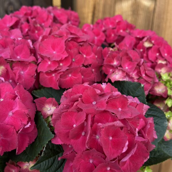 Hydrangea macrophylla "Hi Fire"