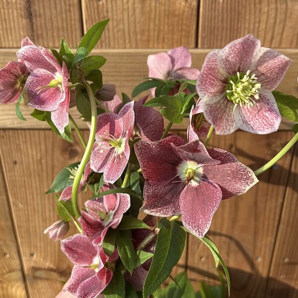 Морозник или снежная роза ViV Joie de vivre