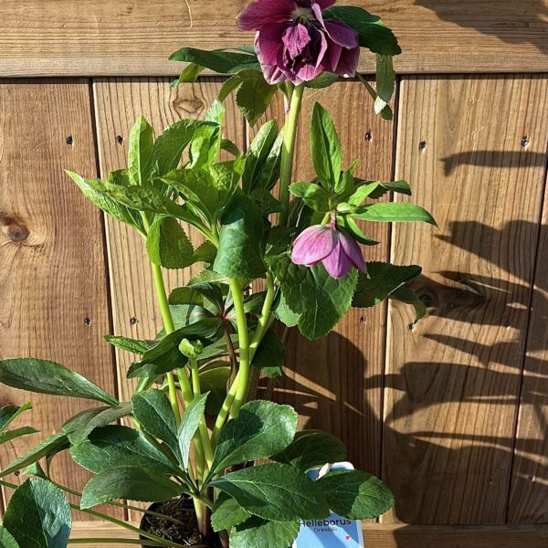 Морозник или снежная роза ассорти