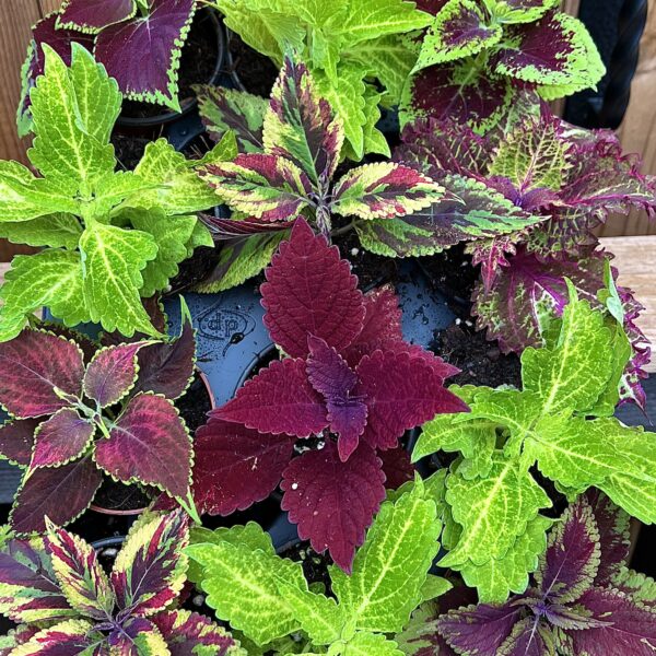 Coleus