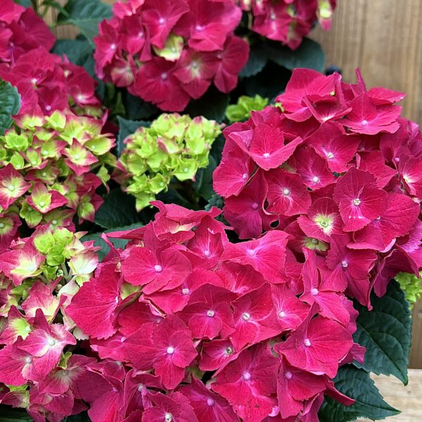 Hydrangea macrophylla "Hi Fire"
