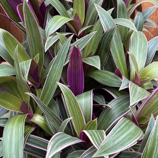 Tradescantia spathecea "Sitara"