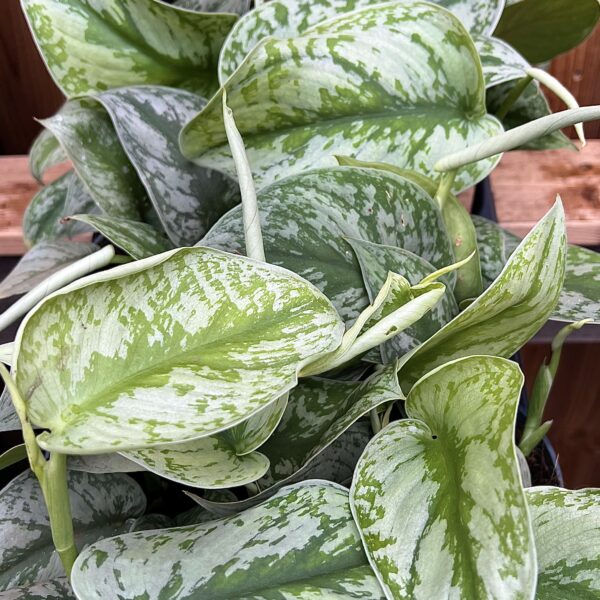 Scindapsus pictus "Trebie"