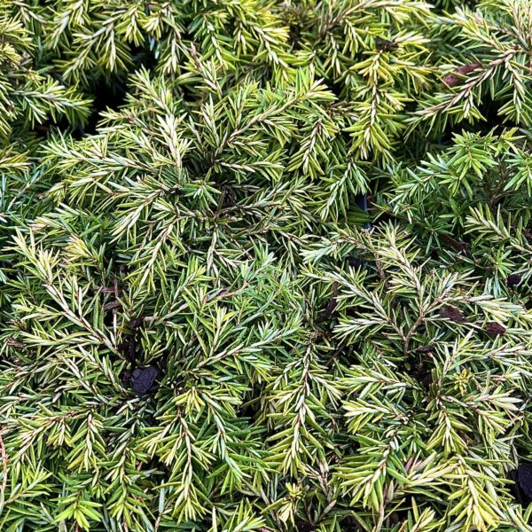 Tsuga canadensis 'Nana'