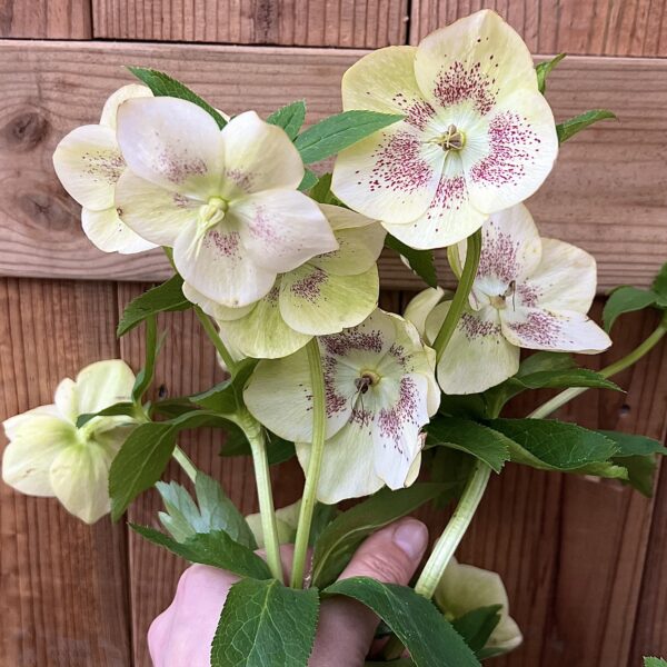 Helleborus orientalis
