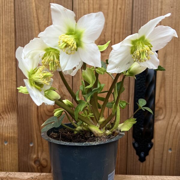 Helleborus nigra "Happy Day"