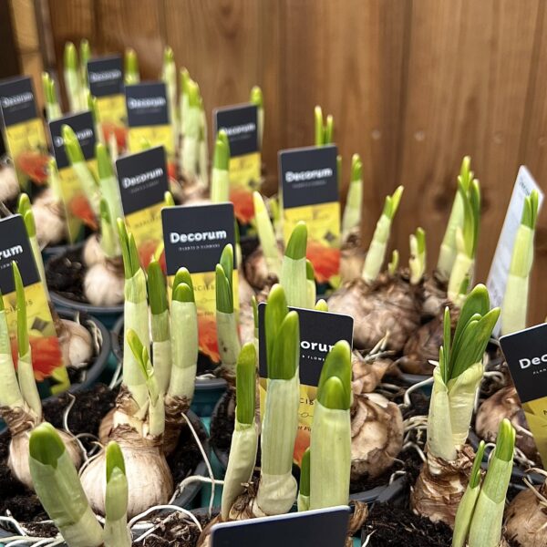 Narcissus "Jet Fire"