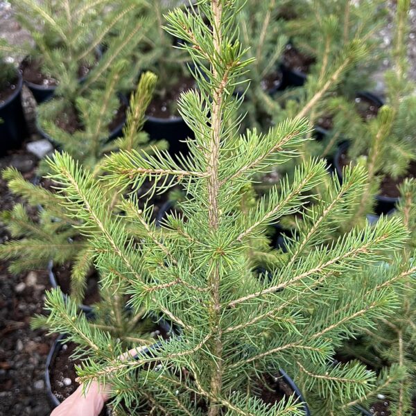 Picea omorika