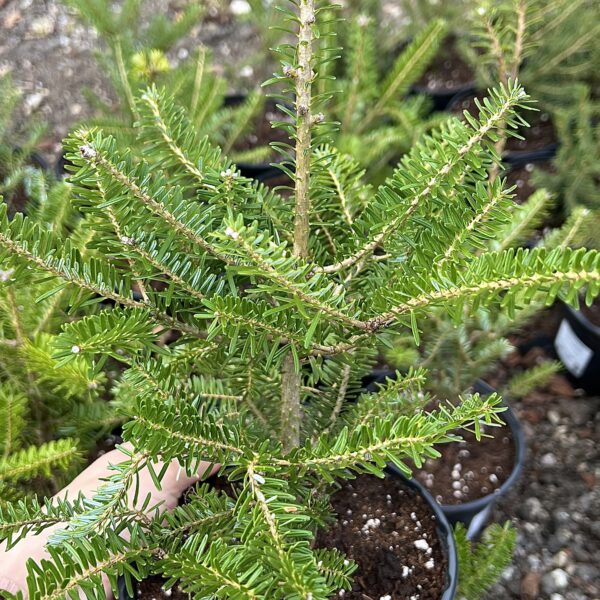 Abies koreana