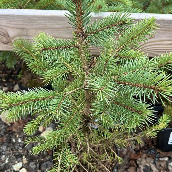 Picea pungens glauca