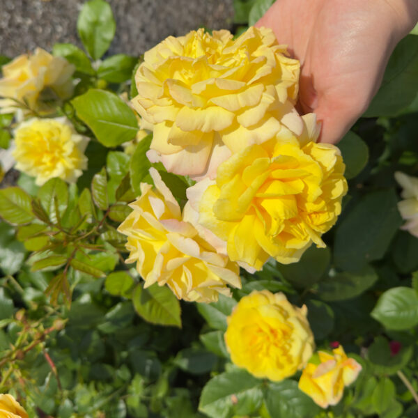 Rosa 'Super Dream Yellow'