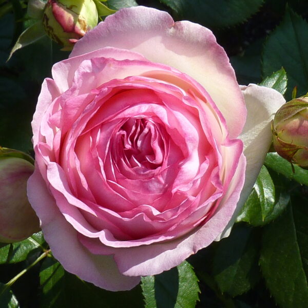 Rosa "Eden Rose"