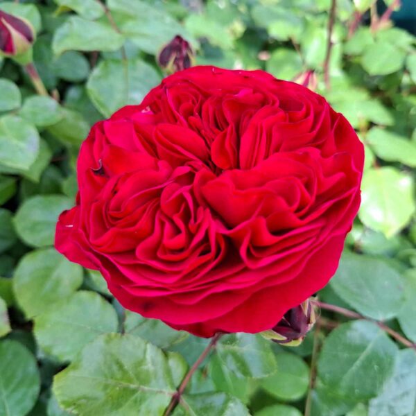 Rosa "Red Leonardo Da Vinci"