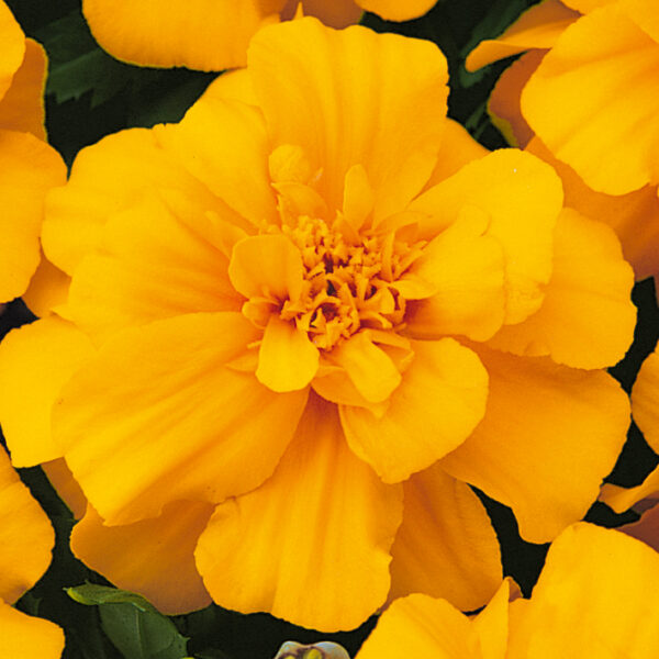 Tagetes patula Solena Yellow