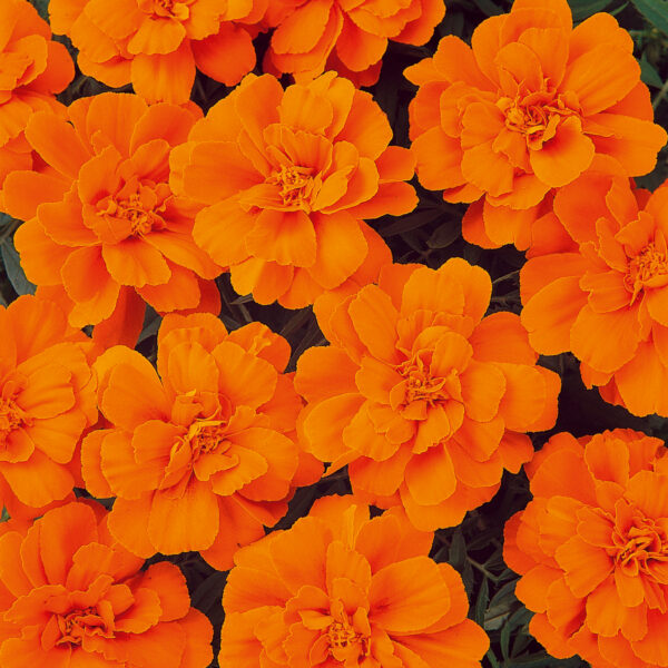 Tagetes patula Solena Orange