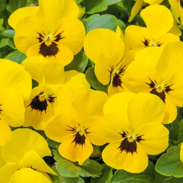 Viola cor. Petit Yellow / Blotch Early