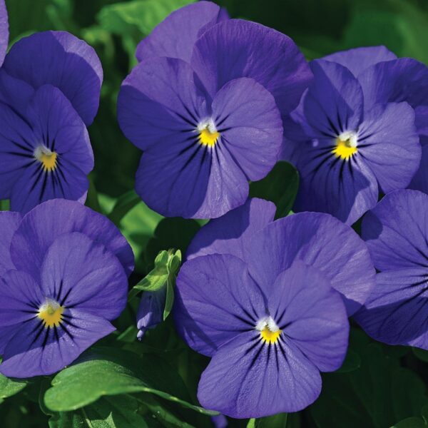 Viola cor. Petit Blue