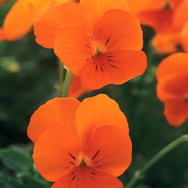 Viola cor. Petit Orange